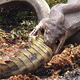 Illustration for article titled Python eats crocodile after gruesome five-hour battle